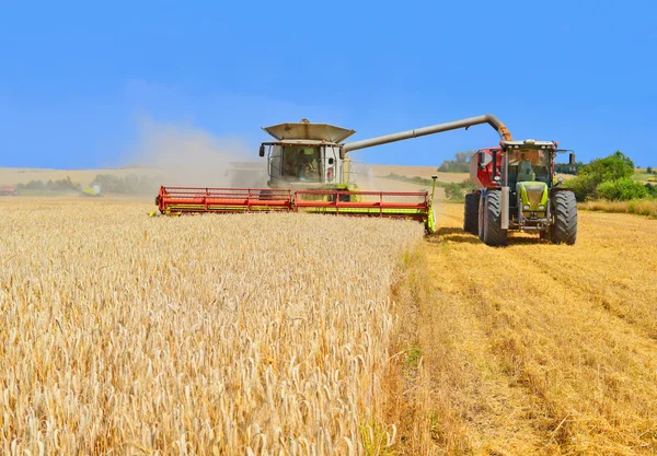 Överbelastning korn skördare i korn tanken på traktor släp — Stockfoto