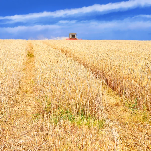 . La cosecha de granos se combina en un paisaje rural —  Fotos de Stock