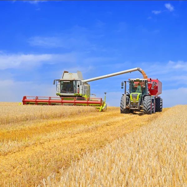 Перегрузка зерноуборочной машины в зерновой бак тракторного прицепа — стоковое фото