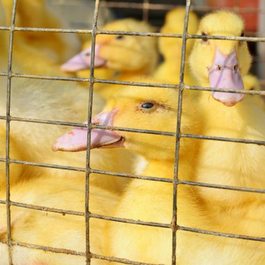 Kümeste bir kırsal manzara içinde ördek yavrusu