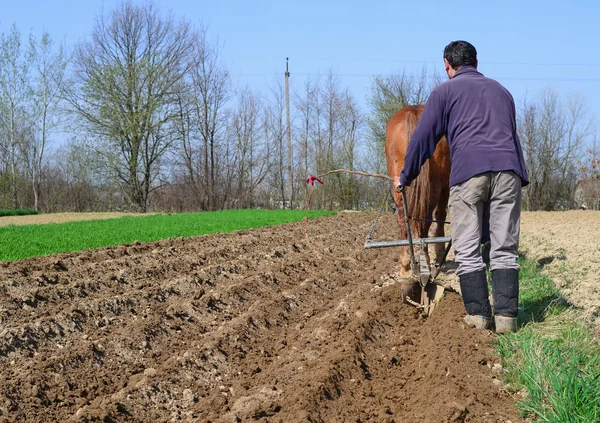 Kırsal manzara içinde patates dikim