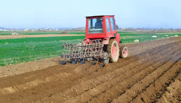 При посадке картофеля в сельской местности — стоковое фото