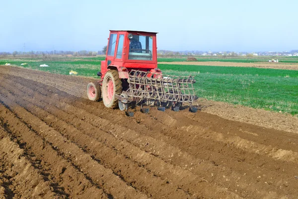 At planting potatoes in rural landscape — Stock Photo, Image