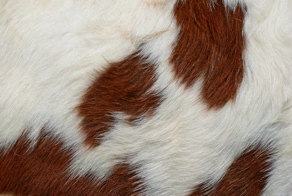 Fragment skóry krowy z bliska na tle zdjęcia — Zdjęcie stockowe