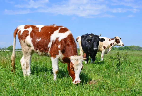 Cows on a summer pasture in a summer rural landscape. — Stock Photo, Image
