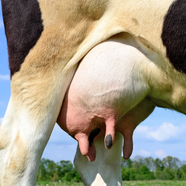 Una ubre de una vaca joven de cerca . — Foto de Stock