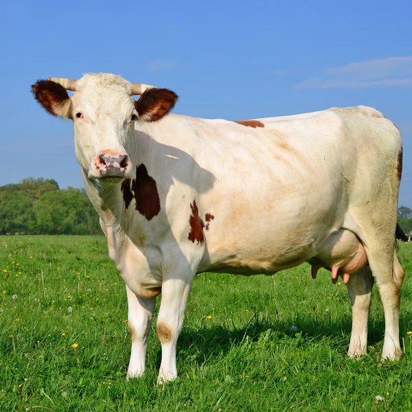 A cow on a summer pasture in a summer rural landscape — Stock Photo, Image