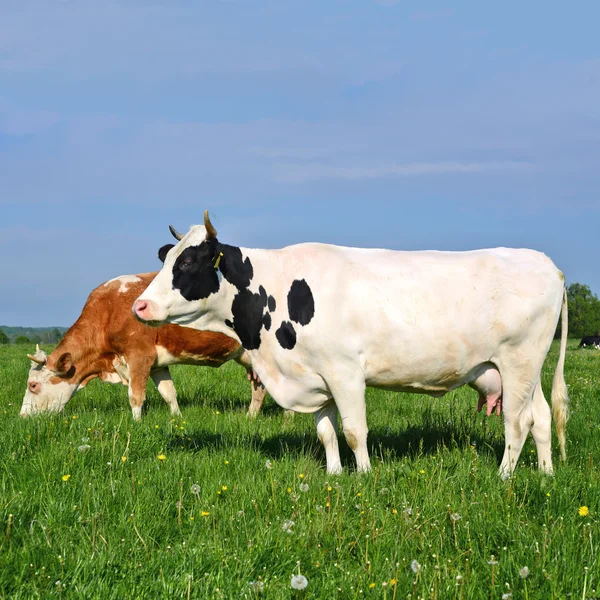 Корови на літньому пасовищі в літньому сільському пейзажі . — стокове фото