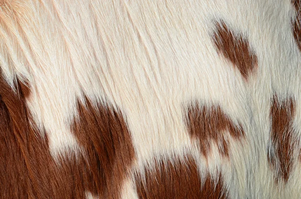 El fragmento de la piel de la vaca se acercan a la foto de fondo — Foto de Stock