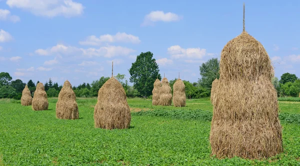 Feno em pilhas em uma paisagem rural de verão — Fotografia de Stock