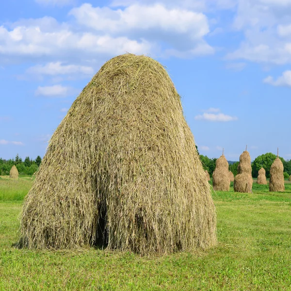 Foin en meules dans un paysage rural estival — Photo