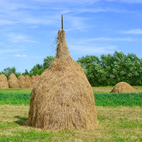 Feno em pilhas em uma paisagem rural de verão — Fotografia de Stock