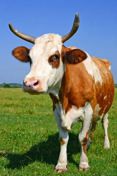 Cow on a summer pasture — Stock Photo, Image