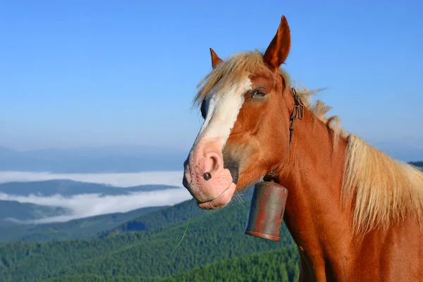 Cavalo em um pasto de verão nas Montanhas Cárpatas. Ucrânia — Fotografia de Stock