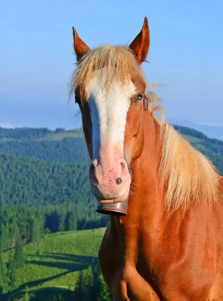 Häst på en fäbod i Karpaterna. Ukraina — Stockfoto