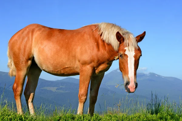 Horse on a summer pasture in the Carpathian Mountains. Ukraine — Stock Photo, Image