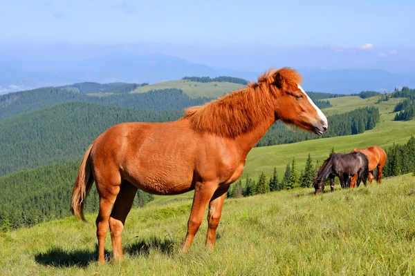 Caballo en un pasto de verano en las montañas Cárpatos. Ucrania —  Fotos de Stock