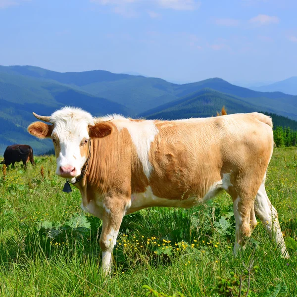 Vaca en un pasto de verano en las montañas Cárpatos —  Fotos de Stock