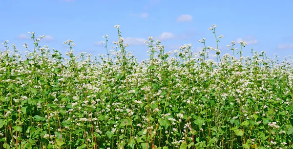 Field of buckwheat in the rural landscape — Stock Photo, Image