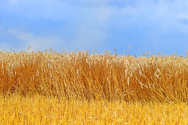 Champ de céréales dans le paysage rural — Photo