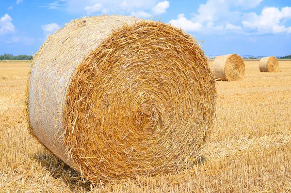 Kırsal alanda saman hasat etmek