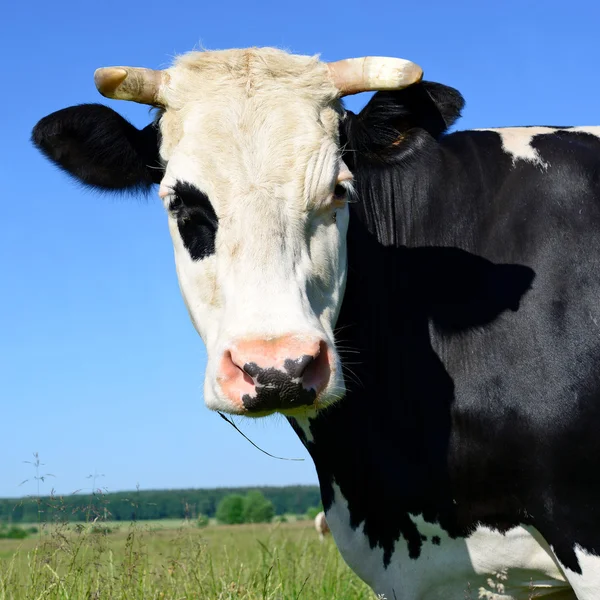 Kráva na letní pastvině Royalty Free Stock Fotografie