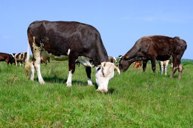 bir yaz yaz kırsal manzara mera üzerinde ineklerin.