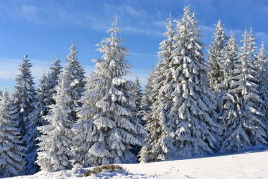 köknar kış manzarası kar altında.