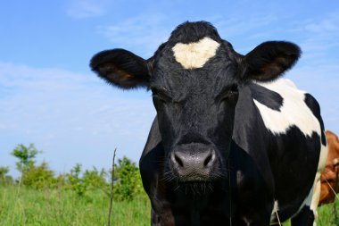 bir inek bir yaz bir yaz kırsal manzara mera.