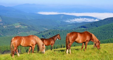 Bir yaz mera Karpat Dağları'nda ata. Ukrayna