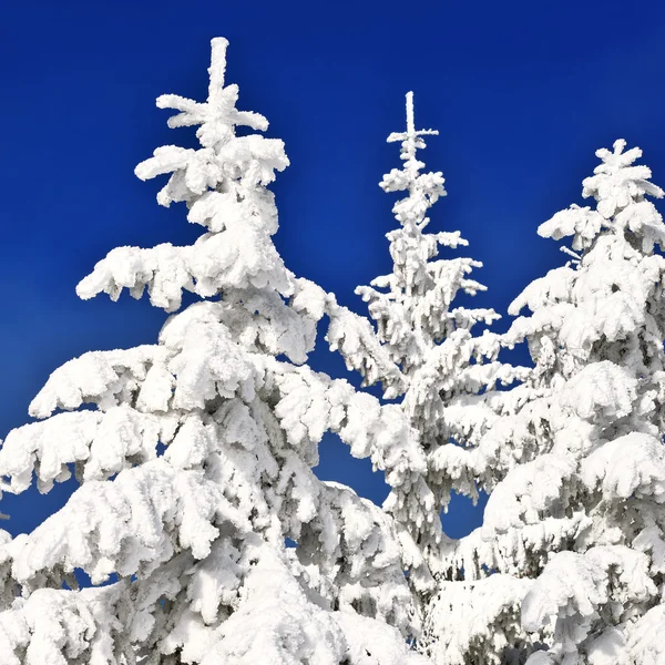 Firs sotto neve in un paesaggio invernale . — Foto Stock