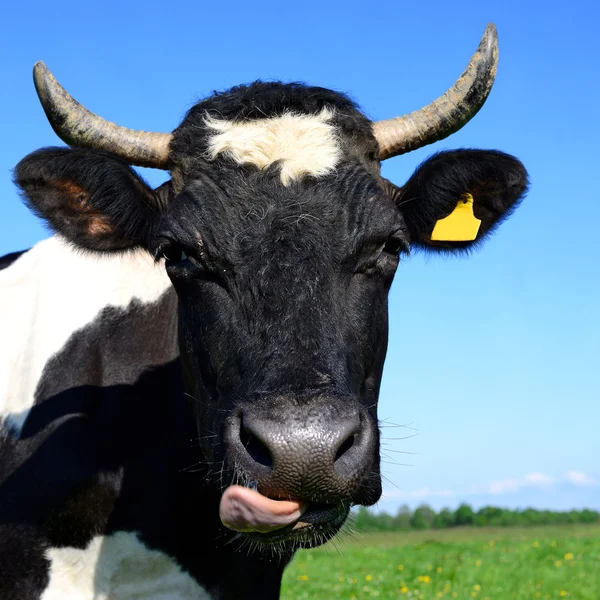 A head of a cow close up against a pasture in a rural landscape. — Stock Photo, Image