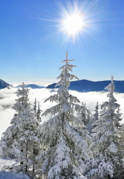 Inverno em uma encosta em uma paisagem montesa . — Fotografia de Stock