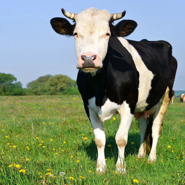Uma vaca em um pasto de verão em uma paisagem rural de verão — Fotografia de Stock