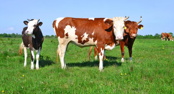 ลูกวัวบนทุ่งหญ้าฤดูร้อน — ภาพถ่ายสต็อก