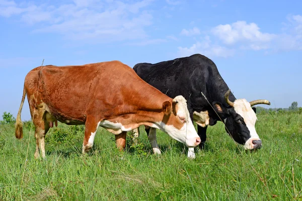 Mucche su un pascolo estivo in un paesaggio rurale estivo . — Foto Stock