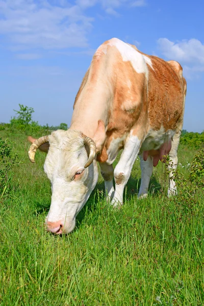 Una mucca su un pascolo estivo in un paesaggio rurale estivo . — Foto Stock