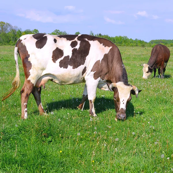 Las vacas en un pasto de verano en un paisaje rural de verano . — Foto de Stock