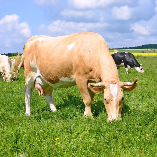 Vacas em um pasto de verão em uma paisagem rural de verão . — Fotografia de Stock