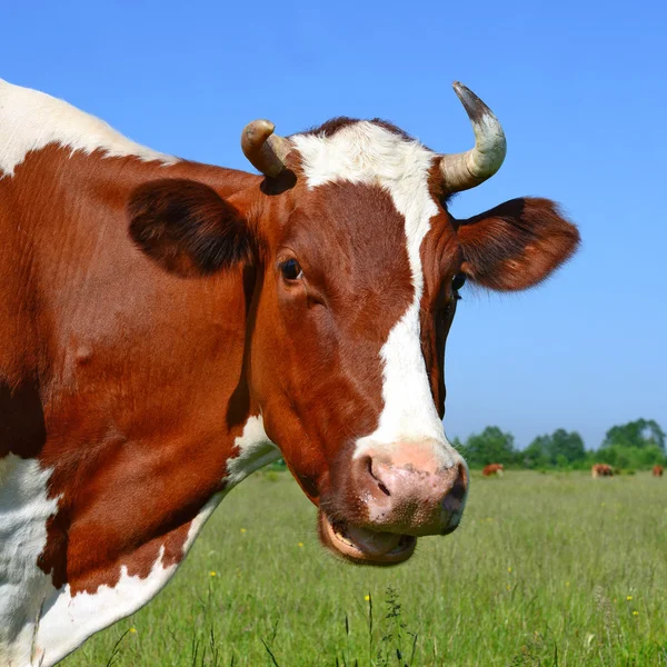 Una cabeza de vaca cerca contra un pasto en un paisaje rural — Foto de Stock