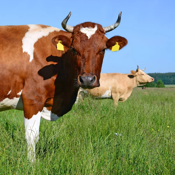 Une tête de vache près d'un pâturage dans un paysage rural . — Photo