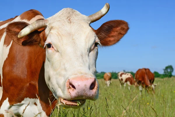 Hlava krávy uzavřít proti pastviny ve venkovské krajině. — Stock fotografie