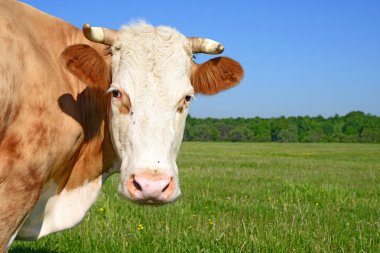 Yaz otlağında inek