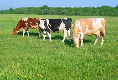 Yaz otlağında inekler