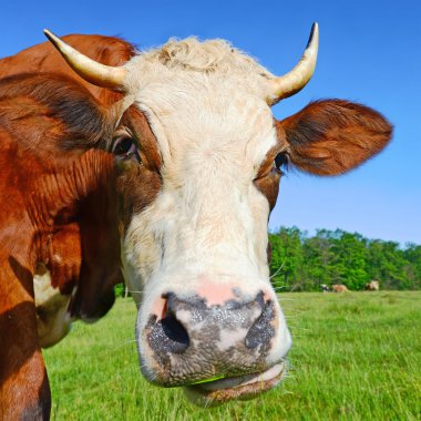 gökyüzü bir inek başkanı