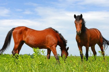Kırsal alanda yaz otlaklarında atlar.