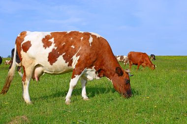 bir yaz yaz kırsal manzara mera üzerinde ineklerin.