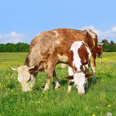 bir yaz derisindeki bir kırsal manzara mera. 