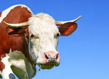 gökyüzü bir inek başkanı