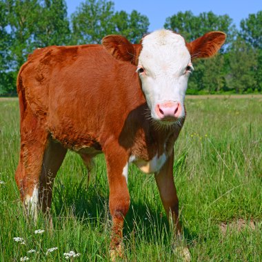 bir yaz mera derisindeki